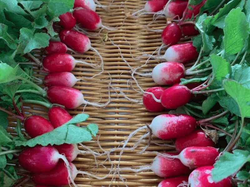 Radishes PS (1333 × 1000 px)