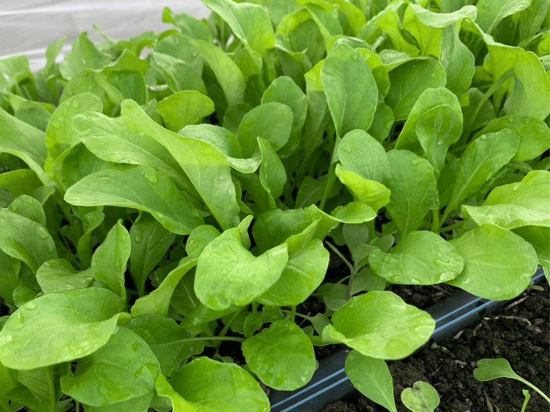 lettuce PS (1000 × 1333 px)